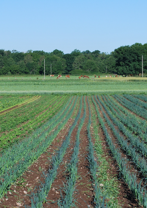 Biodynamisk Färskost EKO 200g