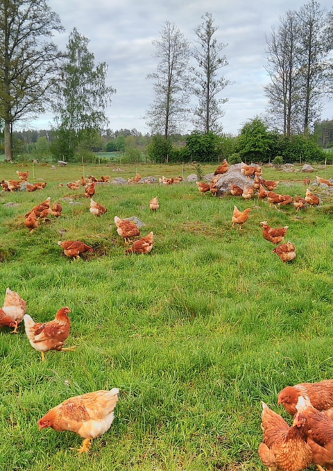 Grönbetesägg EKO