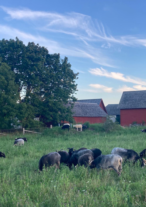 Biodynamisk lammlägg EKO