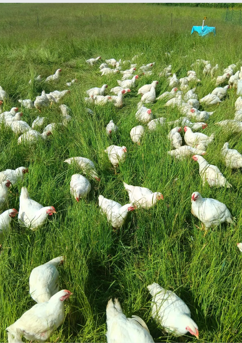 Grönbeteskyckling vingar ca 700g
