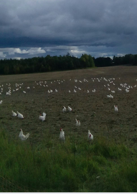 Gårdsägg frigående utehöns