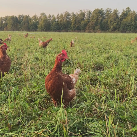 Grönbetesägg EKO